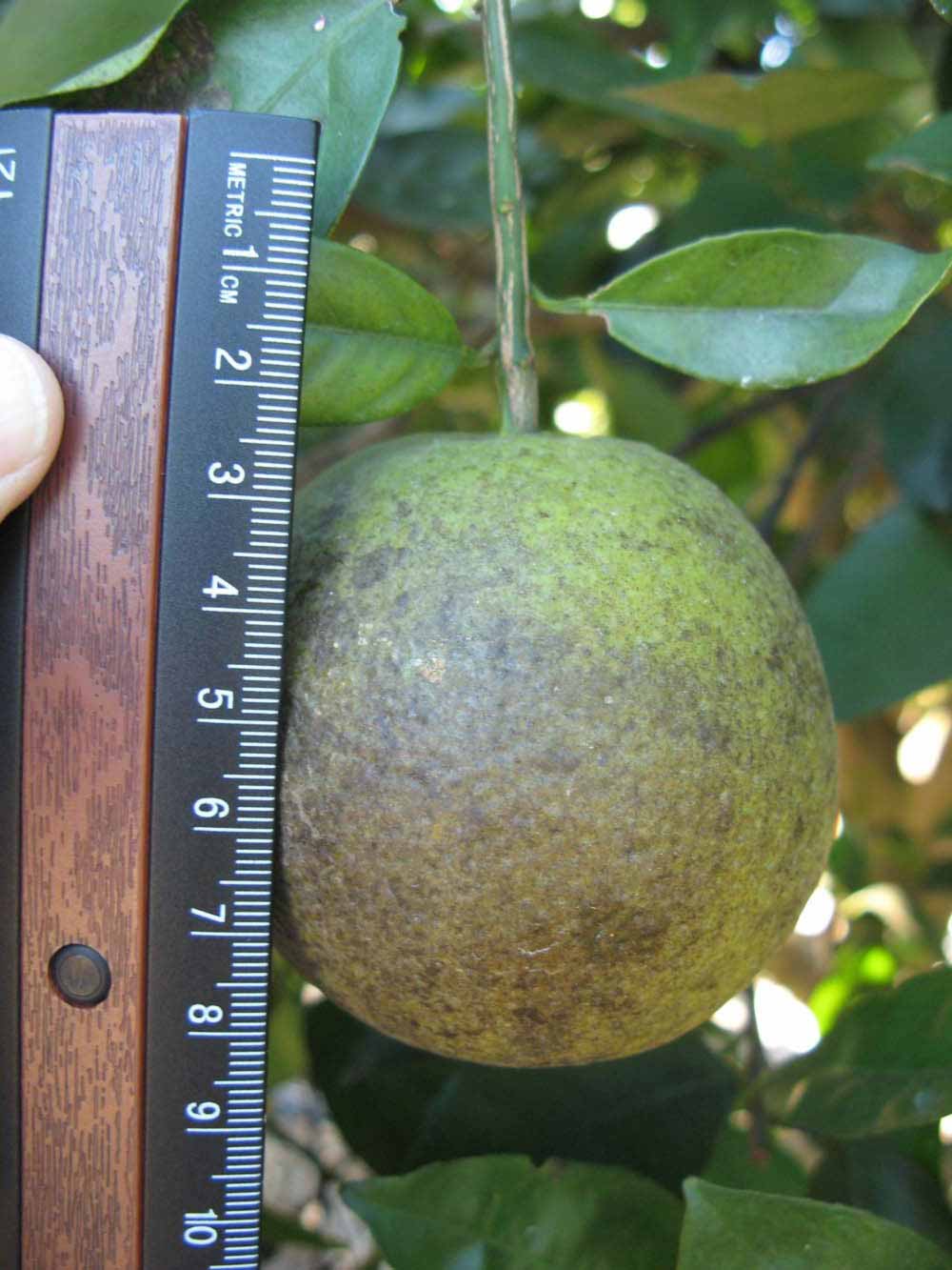              Immature fruit (Winter Haven, FL)       